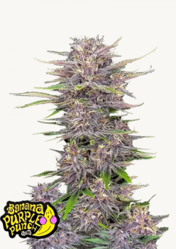Samen 3x Banana Purple Punch Automatik Fast Bud